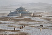 China, Inner Mongolia, Hebei Province, Zhangjiakou, Bashang Grassland, group of horses in the cold