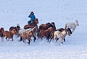 China, Innere Mongolei, Provinz Hebei, Zhangjiakou, Bashang-Grasland, mongolische Reiter führen eine Truppe von Pferden an, die auf einer schneebedeckten Wiese laufen