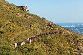 France, Pyrenees Atlantiques, Basque Country, Ascain, Transhumance of pottoks on the occasion of Pastore Lorea