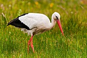 France, Somme, Baie de Somme, Le Crotoy, Crotoy marsh, White stork (Ciconia ciconia - White Stork) at Crotoy marsh