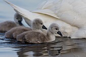 France, Somme, Somme Bay, Le Crotoy, Crotoy Marsh, juvenile mute Swan (Cygnus olor, Mute Swan)