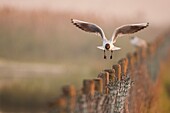 France, Somme, Somme Bay, Le Crotoy, Crotoy Marsh, Black-headed Gull (Chroicocephalus ridibundus)