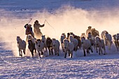 China, Innere Mongolei, Provinz Hebei, Zhangjiakou, Bashang-Grasland, mongolische Reiter führen einen Trupp von Pferden auf einer verschneiten Wiese