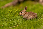 France, Somme, Baie de Somme, Ault, Cayeux-sur-mer, Hâble d'Ault, the hable is home to a large population of rabbits, young rabbits out of the burrow and take a nap in the sun or nibble grass.