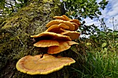 Frankreich, Doubs, Pilz, Geplagter Polyporus, der einen Baum parasitiert