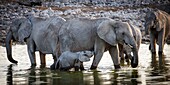 Namibia, Oshikoto province, Etosha National Park, african bush elephant (Loxodonta africana), baby elephant and his mother