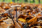 France, Somme, Crecy en Ponthieu, Crecy Forest, forest mushrooms, Marasmius alliaceus / Mycetinis alliaceus