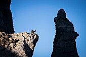 Frankreich, Alpes-Maritimes, Mercantour-Nationalpark, die zerklüfteten Reliefs der Aiguilles de Tortisse (2672m), weibliche Steinböcke oder Etagne (Capra ibex) und ihre Jungen, oder Ziegen