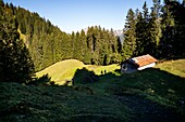 France, Haute Savoie, valley of Abondance, La Chapelle d'Abondance, hunting reserve of the Mont de Grange