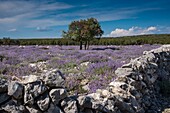 Croatia, County of Primorje-Gorski Kotar, Kvarner bay, Cres island, planting of medicinal sage in bloom on the road to Punta Kriza surrounded by dry stone walls