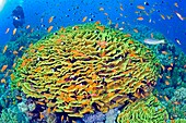 Egypte, Red Sea, a coral reef with salad-coral (Turbinaria reniformis)