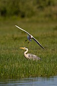 France, Somme, Somme Bay, Le Crotoy, Crotoy marsh, Gray Heron (Ardea cinerea, Gray Heron) attacked by seagulls that protect their juvenile