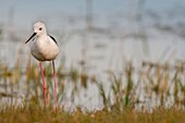 Frankreich, Somme, Somme-Bucht, Cayeux-sur-mer, Ault, Le Hâble d'Ault, Stelzenläufer (Himantopus himantopus)