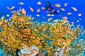 Egypt, Red Sea, a coral reef with fire-coral (Millepora sp.) and a school of lyretail anthias (Pseudanthias squamipinnis) (model release ok)