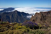 Spanien, Kanarische Inseln, Insel Palma, Roque de Los Muchachos, Blumenteppich über der Caldera de Taburiente