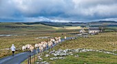 Frankreich, Lozere, Nasbinals, Herde von Aubrac-Kühen, Regionaler Naturpark Aubrac, Parc naturel régional de l'Aubrac