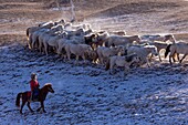 China, Inner Mongolia, Hebei Province, Zhangjiakou, Bashang Grassland, Mongolian horsemen lead a troop of horses running in a meadow covered by snow