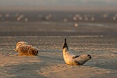 Frankreich, Somme, Authie Bay, Berck-sur-mer, Seehunde auf den Sandbänken