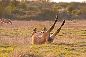 France, Somme, Baie de Somme, Le Crotoy, Henson horses in the marshes, this breed was created in the Bay of Somme for equestrian walk and eco-grazing