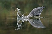 Frankreich, Doubs, Brognard, Allan, Naturgebiet, Echassier, Graureiher (Ardea cinerea), adult, Angeln im ruhigen Wasser