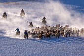 China, Innere Mongolei, Provinz Hebei, Zhangjiakou, Bashang-Grasland, mongolische Reiter führen einen Trupp Pferde auf einer schneebedeckten Wiese