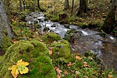 Frankreich, Vogesen, Ban sur Meurthe Clefcy, Defile de Straiture, Wald, Fluss La Petite Meurthe, Herbst