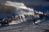 China, Innere Mongolei, Provinz Hebei, Zhangjiakou, Bashang-Grasland, Mongolische Reiter führen eine Gruppe von Pferden an, die auf einer schneebedeckten Wiese laufen