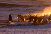 China, Inner Mongolia, Hebei Province, Zhangjiakou, Bashang Grassland, Mongolian horsemen lead a troop of horses running in a meadow covered by snow