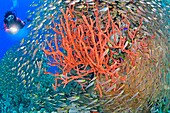 Egypte, Red Sea, glass-fish (Parapriacanthus guentheri) and red bushy sponges