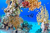 Egypt, Red Sea, a coral reef