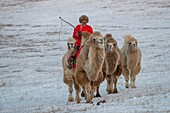 China, Innere Mongolei, Provinz Hebei, Zhangjiakou, Bashang-Grasland, Mongole, der eine Kamelkarawane von Trampeltieren (Camelus bactrianus) führt