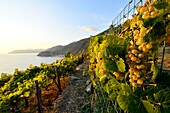 Italien, Ligurien, Provinz La Spezia, Nationalpark Cinque Terre, von der UNESCO zum Weltkulturerbe erklärt, Dorf Manarola und sein Weinberg