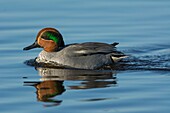 France, Somme, Somme Bay, Le Crotoy, Crotoy marsh, Eurasian Teal (Anas crecca)