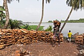 Ivory Coast, Grand Bassam, man unloading wood cut in the forest