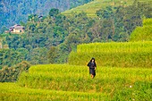 Vietnam, Ha Giang, Hoang Su Phi, woman of La Chi erthnic group