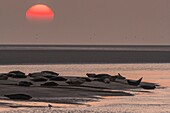 Frankreich, Somme, Authie-Bucht, Berck-sur-mer, Seehunde auf den Sandbänken