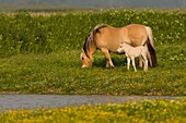 Frankreich, Somme, Baie de Somme, Ault, Le Hâble d'Ault, Fjordpferde, die in der Bucht der Somme zur Herstellung des rece Henson verwendet werden