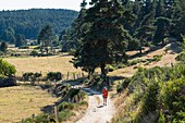 France, Lozere, surroundings of Rimeize, hike along the Via Podiensis, one of the French pilgrim routes to Santiago de Compostela or GR 65