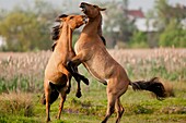 France, Somme, Baie de Somme, Le Crotoy, Friendly jousts between Henson horses in the marshes, this breed was created in the Bay of Somme for equestrian walk and eco-grazing