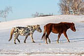 China, Inner Mongolia, Hebei Province, Zhangjiakou, Bashang Grassland, horsse in a meadow covered by snow