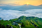 Vietnam, Ha Giang province, Hoang Su Phi, village of the La Chi ethnic group in the rice terraces