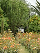 Morocco, Marrakesh, Beldi Country Club, Story: Fairytale rose garden