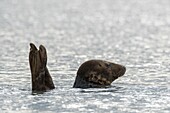 Frankreich, Somme, Authie Bay, Berck-sur-mer, Kegelrobben auf den Sandbänken, steigende Flut vertreibt sie