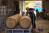 South Africa, Western Cape, Filling a barrel of wine in the Cederberg cellar