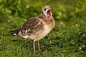 France, Somme, Somme Bay, Le Crotoy, Crotoy Marsh, Black-headed Gull (Chroicocephalus ridibundus) colony, feeding young, the kids are clamoring for the parent to regurgitate food