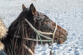 China, Inner Mongolia, Hebei Province, Zhangjiakou, Bashang Grassland, one horse in the cold