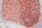 France, Gard, Petite Camargue, Saint-Gilles, Canard des Rizieres, organic Camargue rice (organic red wholemeal organic rice)