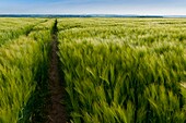 France, Somme, Valley of the Somme, Eaucourt-sur-Somme, Field of cereals (spring barley / barley) in the spring