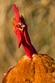 France, Ardennes (08), Carignan, Chickens of race Cou-nu, Chickens (Chickens and roosters) of flesh in a traditional farm bio on the farm