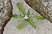 Frankreich, Finistère, Pays Pagan, Kerlouan, Meneham Strand, Flora, Pflanze wächst im Sand